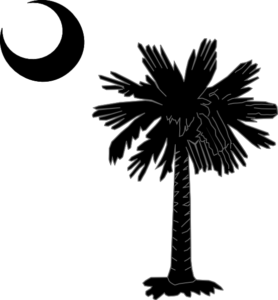 Palm palmetto tree