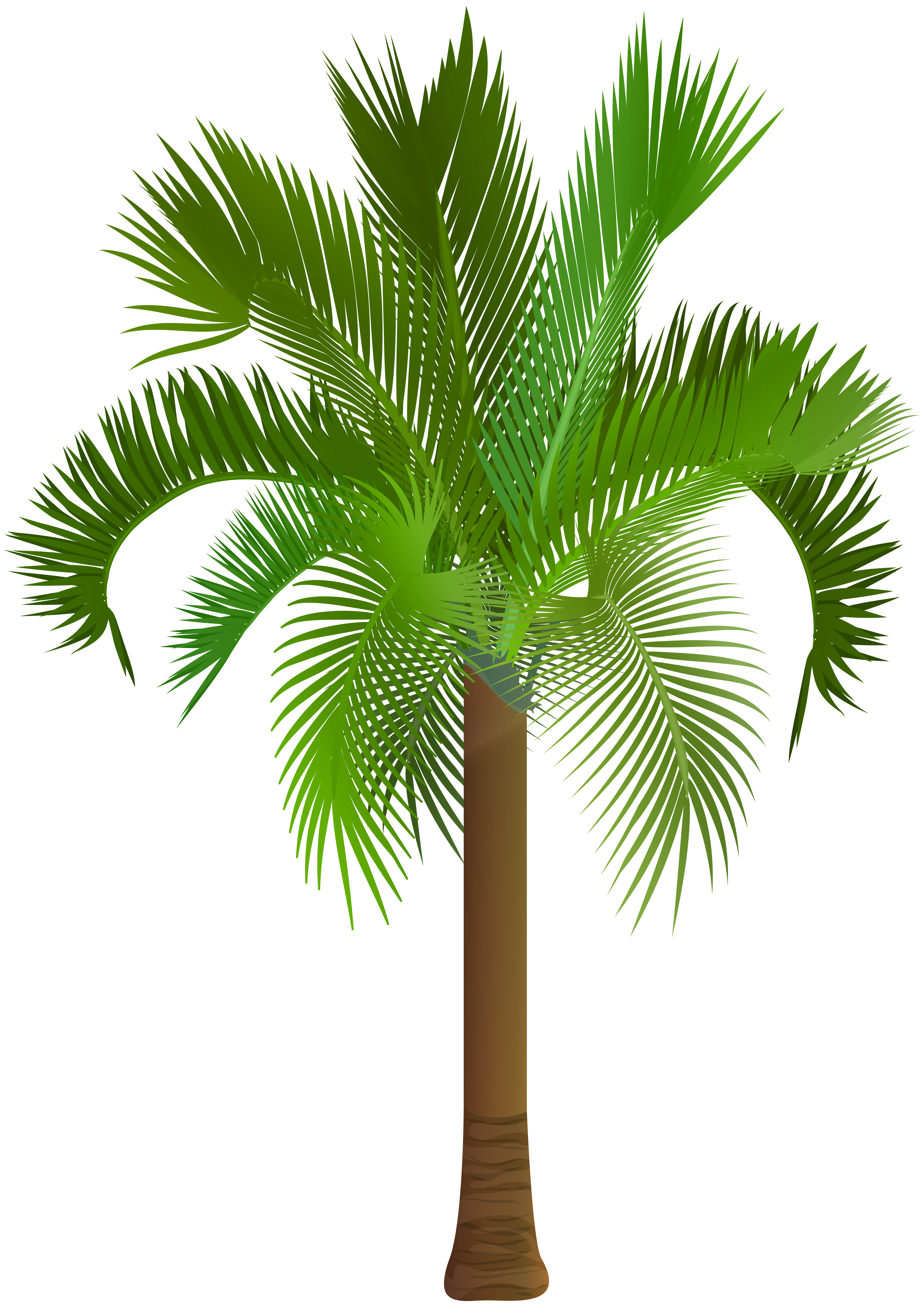 Palm clipart palmetto tree, Palm palmetto tree Transparent FREE for ...