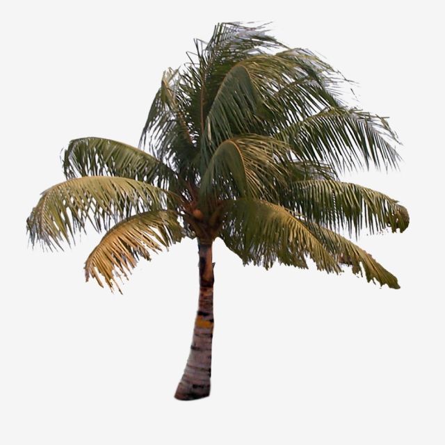 palm clipart paml