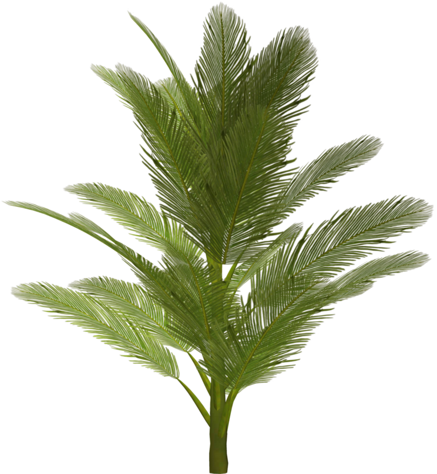 Palm clipart pineapple. Tree png image purepng