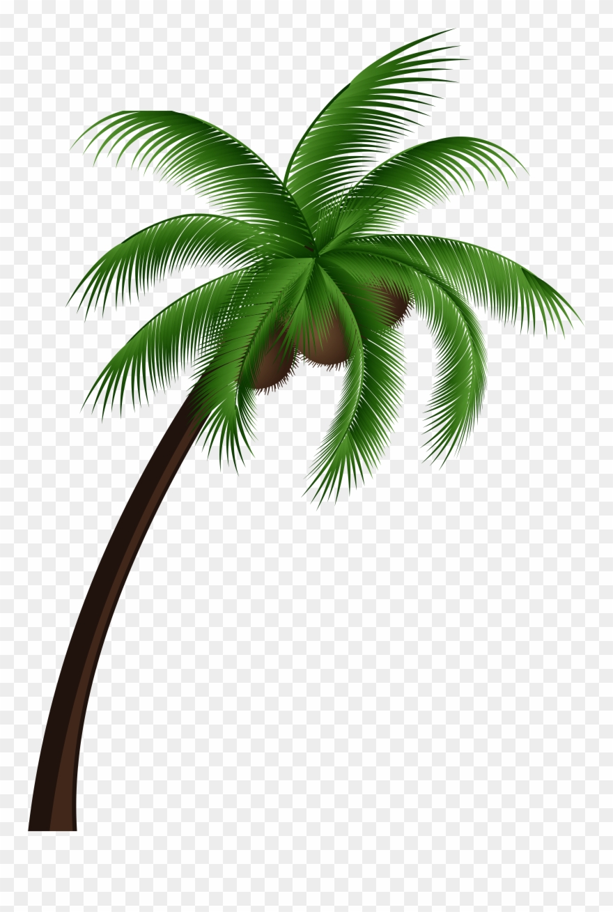 palm clipart realistic