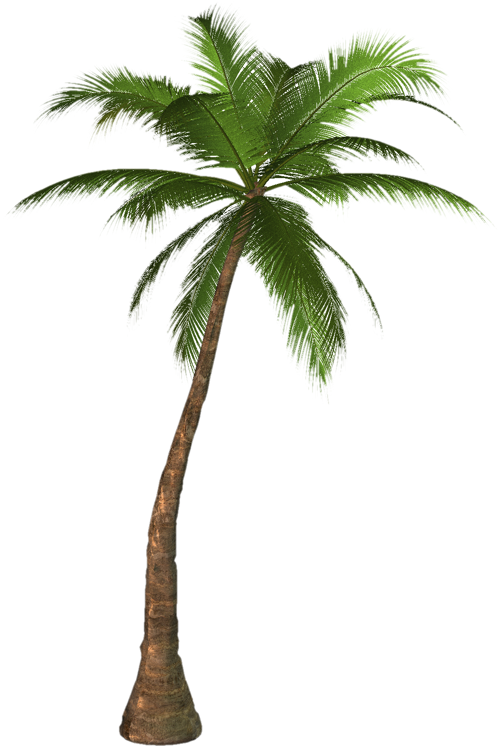 palm clipart realistic
