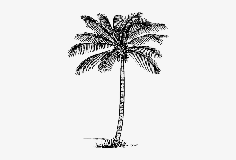 palm clipart realistic