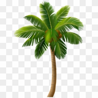 Palm clipart realistic. Real tree png images