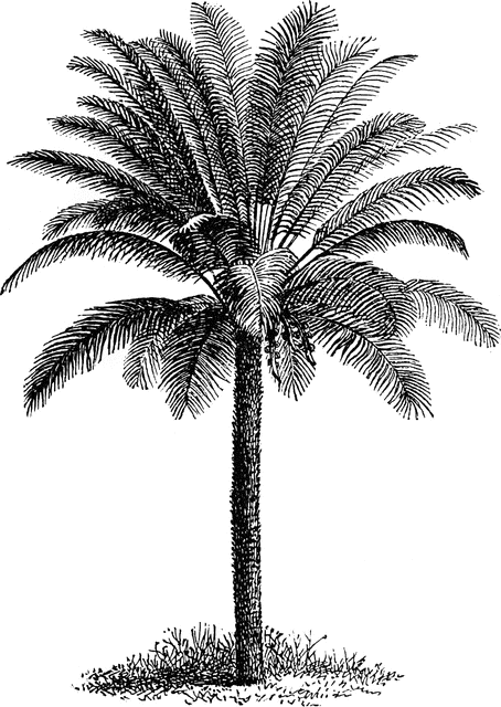 palm clipart skinny tree