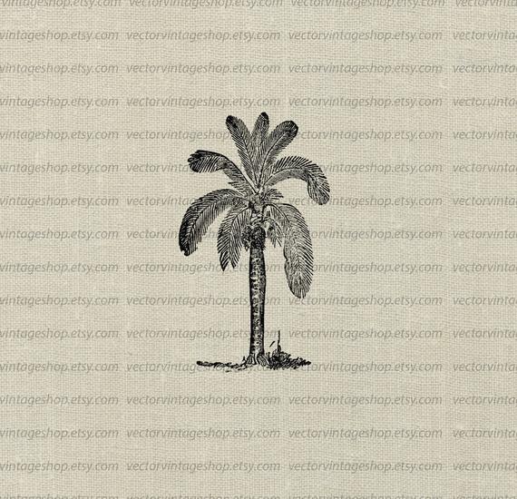 palm clipart vector