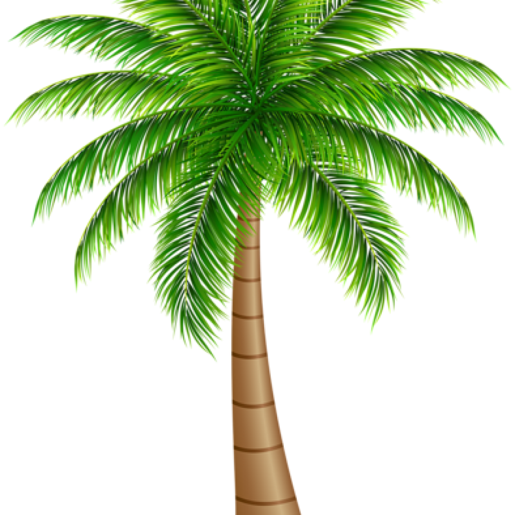 palm clipart wallpaper