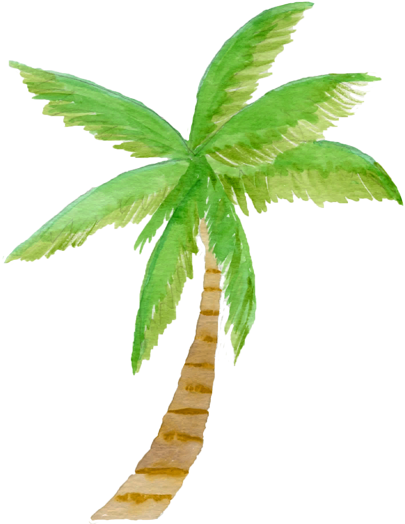 palm clipart watercolor