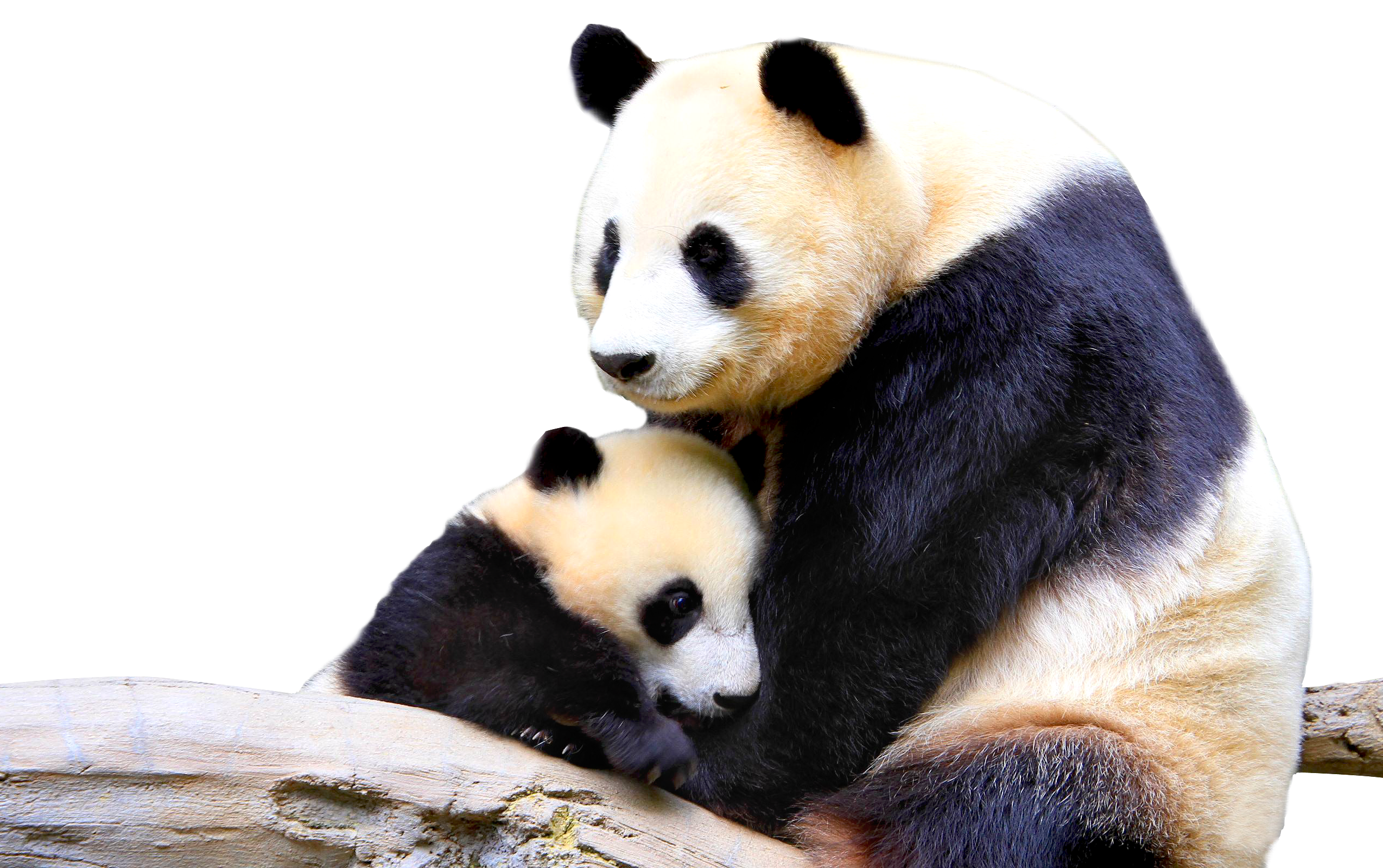 panda clipart terrestrial animal