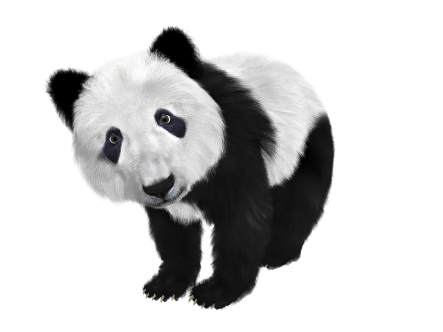 Png images transparent. Panda clipart terrestrial animal