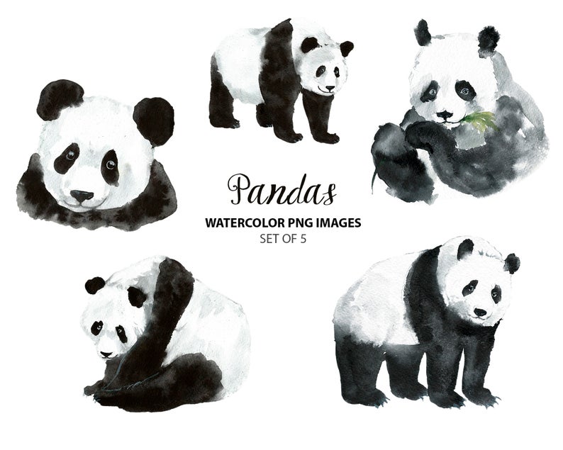 Cute watercolor clip art. Panda clipart terrestrial animal