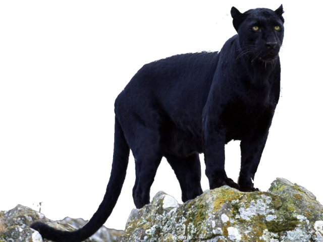 panther clipart transparent background