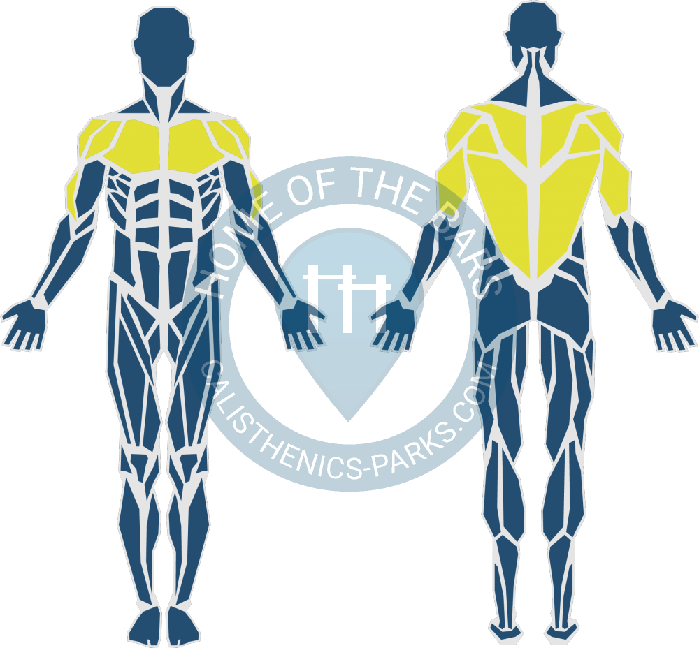 Calisthenics exercises muscle ups. Park clipart exercise man