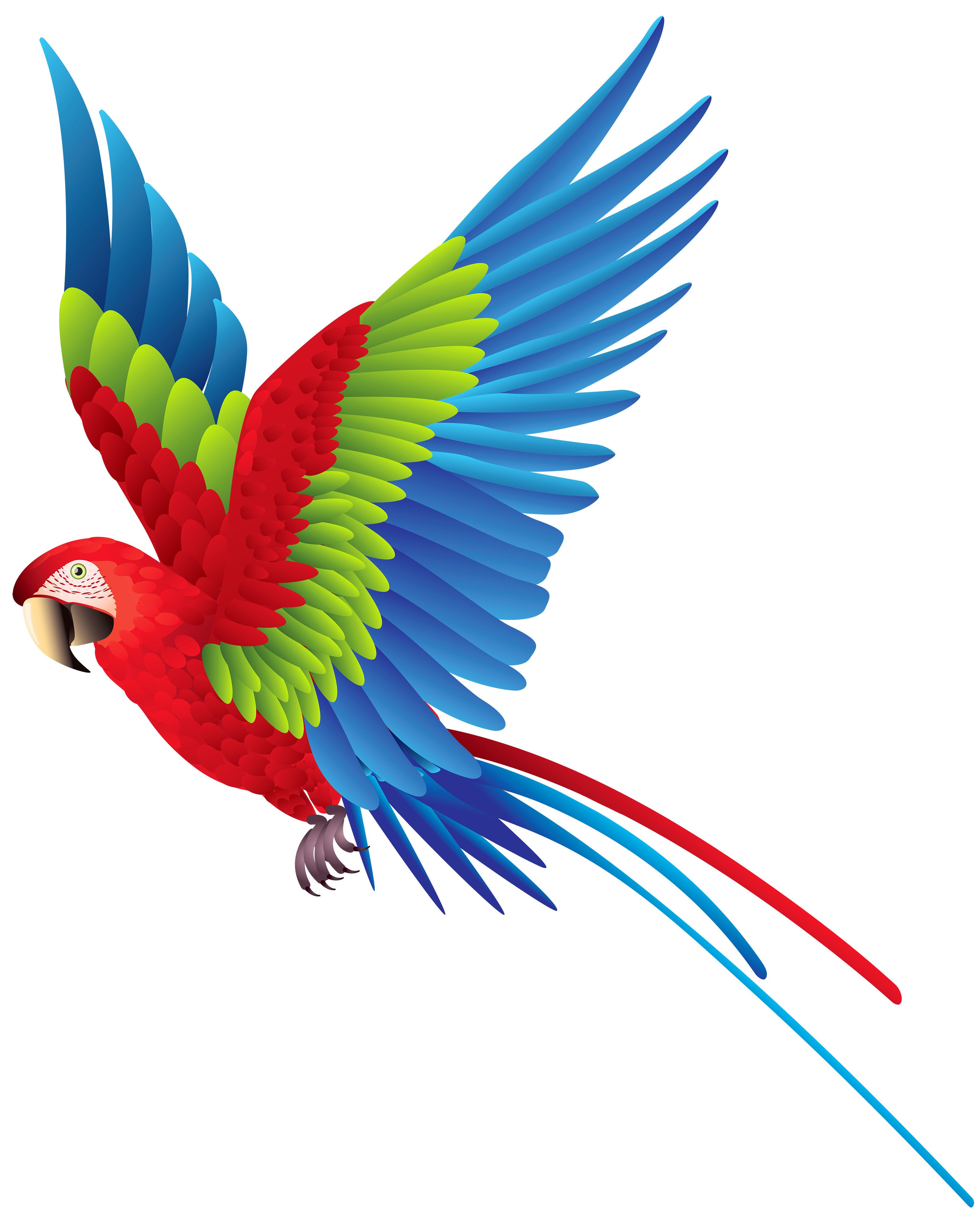 Free photo parrot drawing. Gem clipart colourful