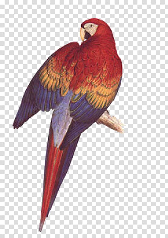 Parrot clipart bird family. Illustrations of the psittacidae