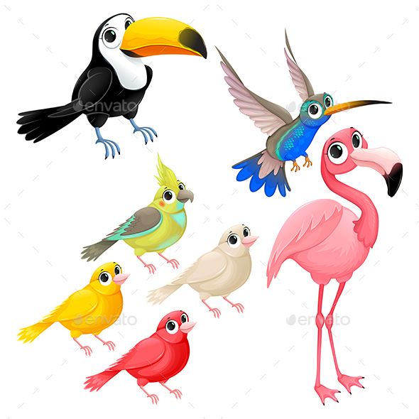 parrot clipart bird family
