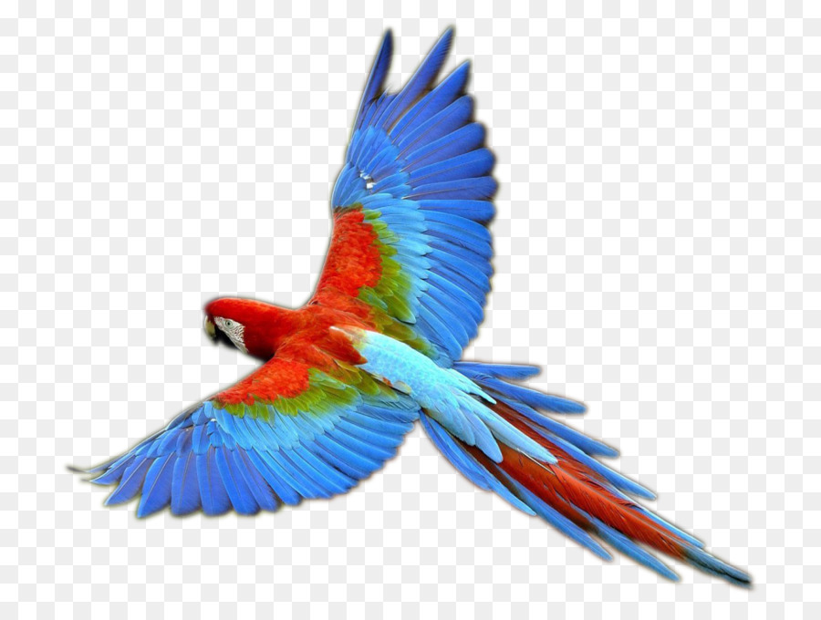 parrot clipart bird fly