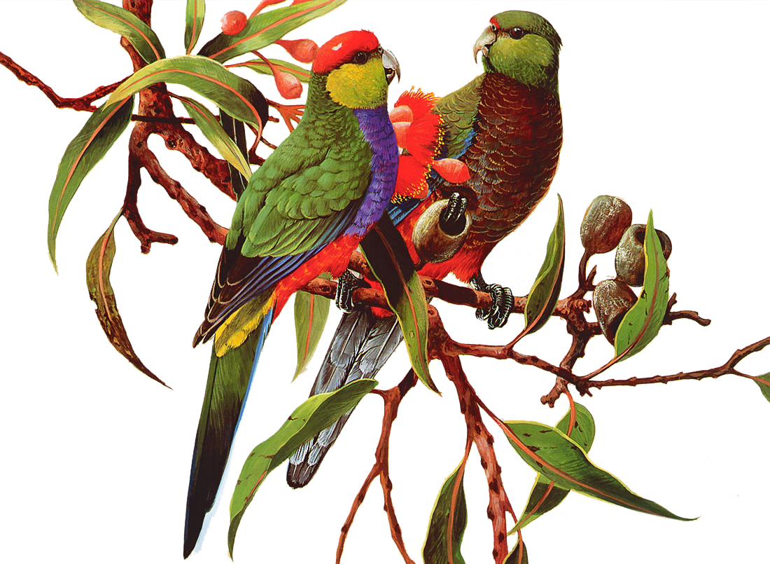 parrot clipart bird hawaiian