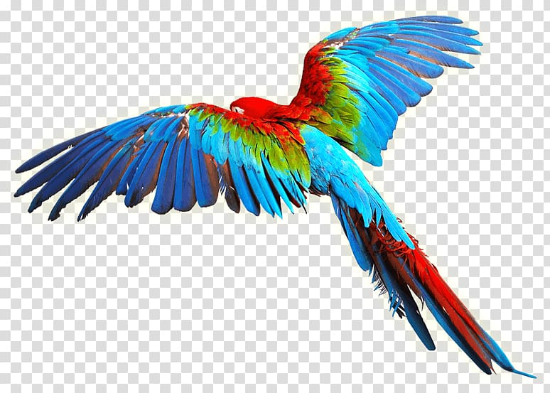parrot clipart bird open wing