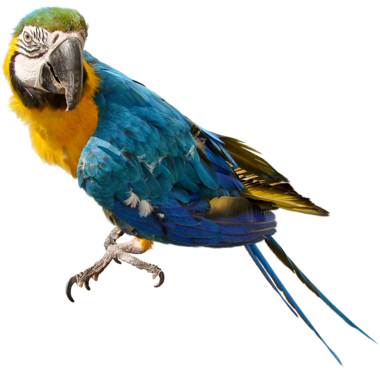 parrot clipart blue parrot