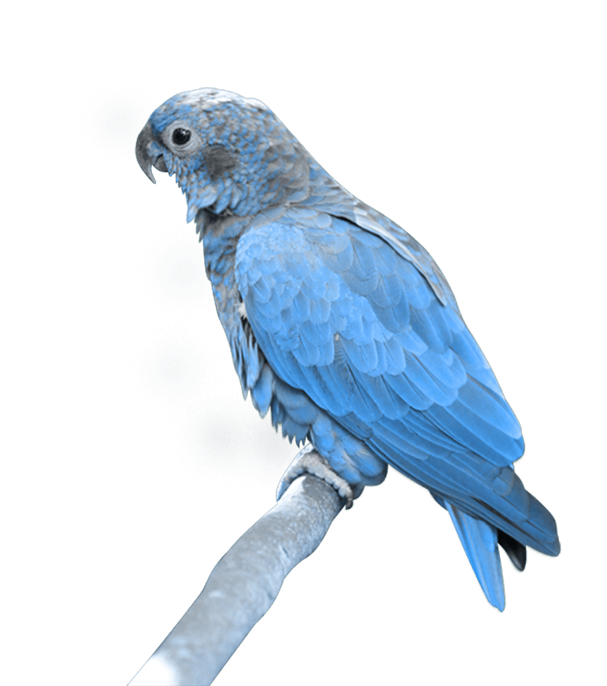 parrot clipart blue parrot