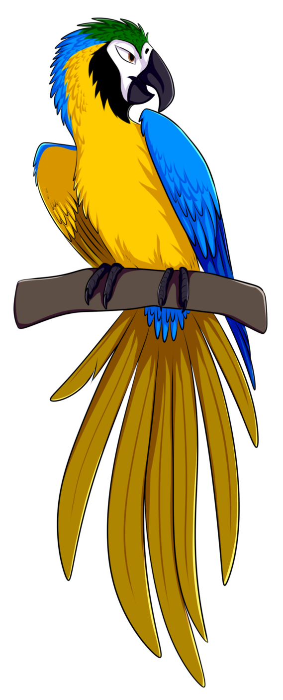 parrot clipart blue yellow macaw
