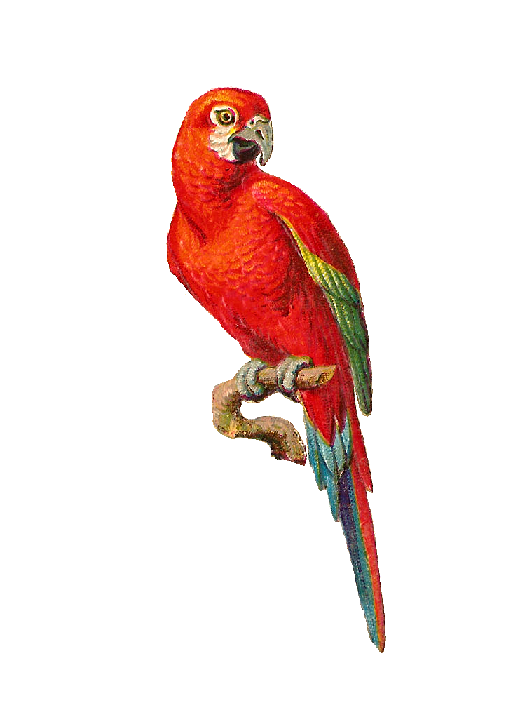 parrot clipart branch clipart