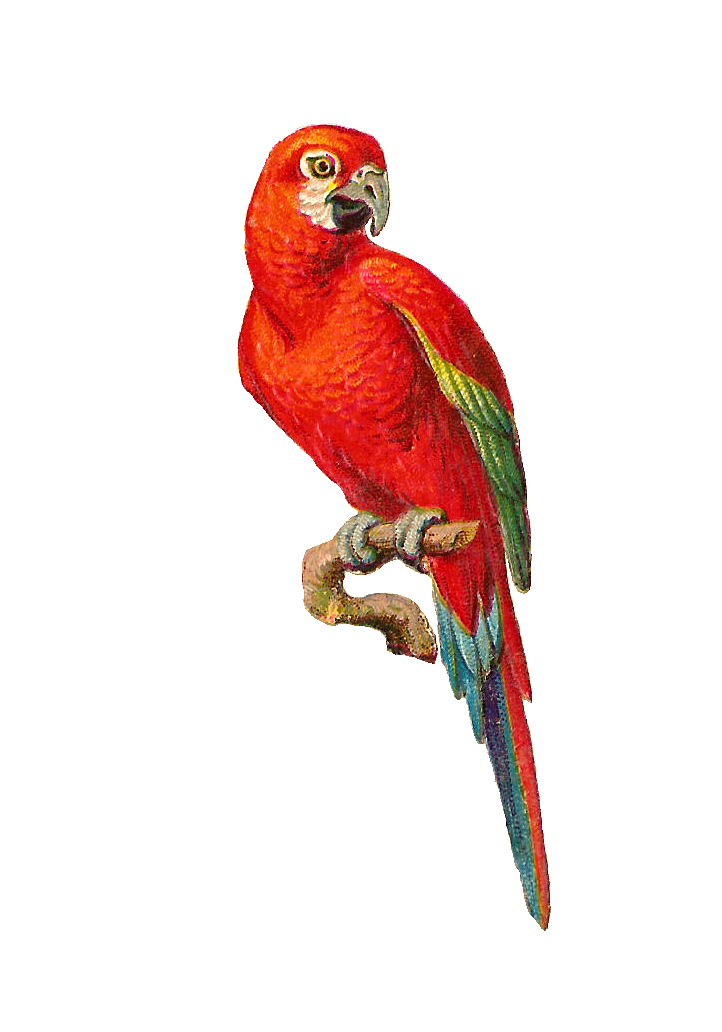 parrot clipart burd