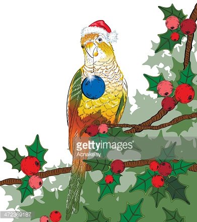 parrot clipart christmas