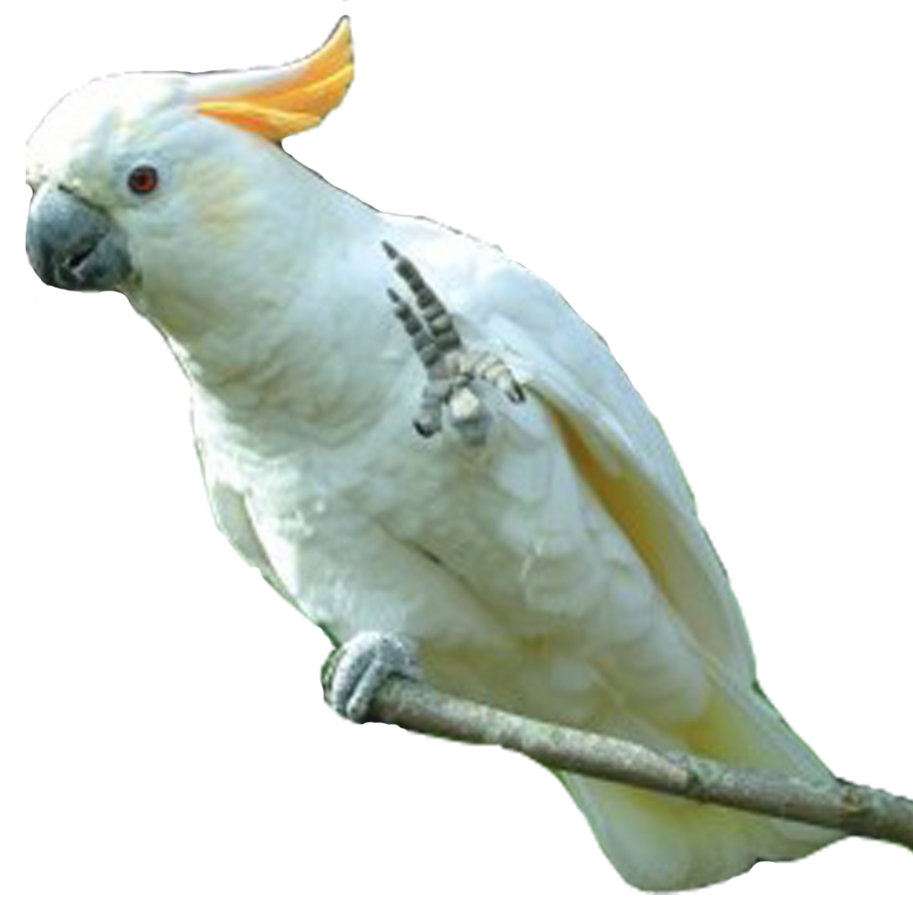 parrot clipart cockatoo