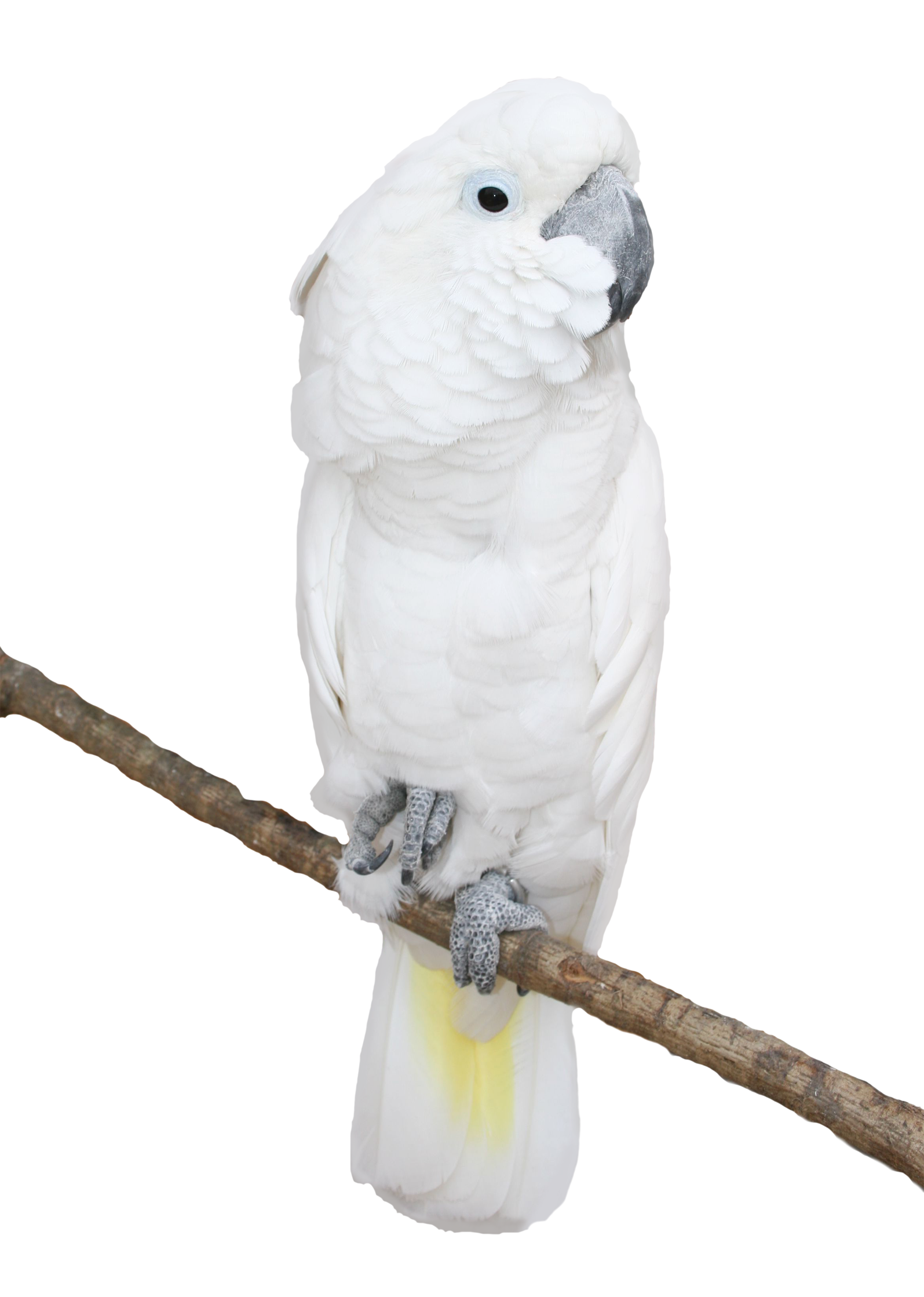 Transparent png picture gallery. White clipart parrot