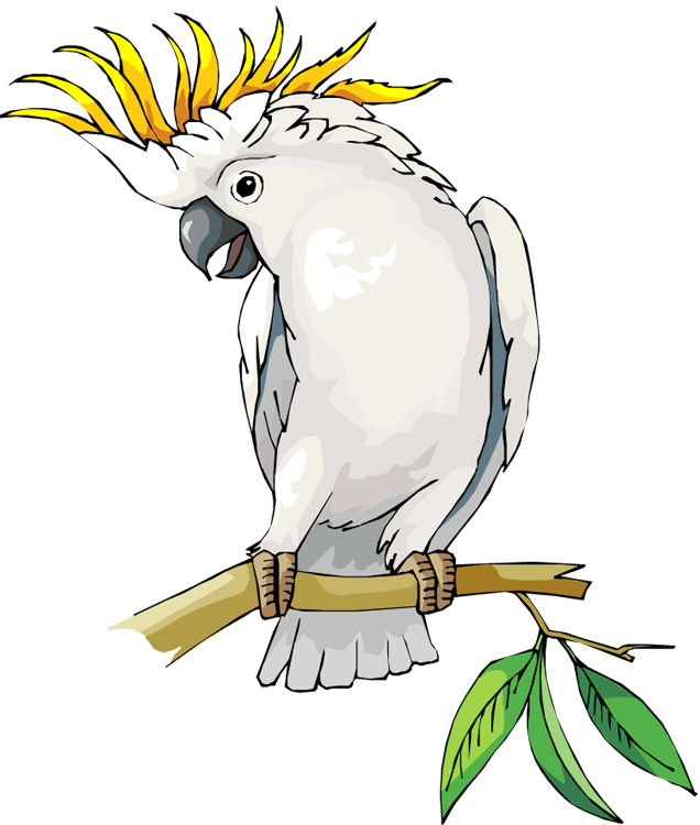 parrot clipart cockatoo