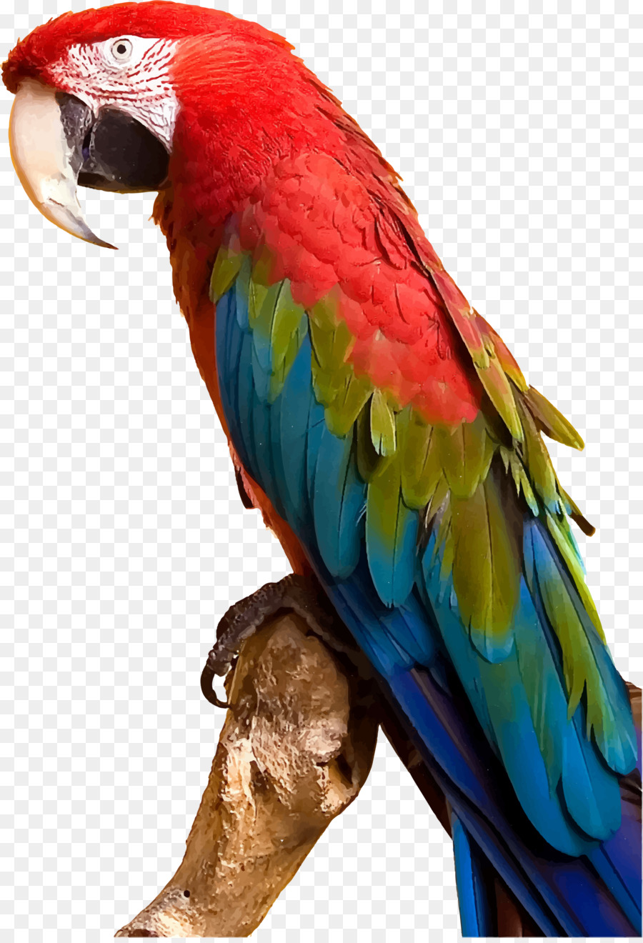 parrot clipart colorful parrot