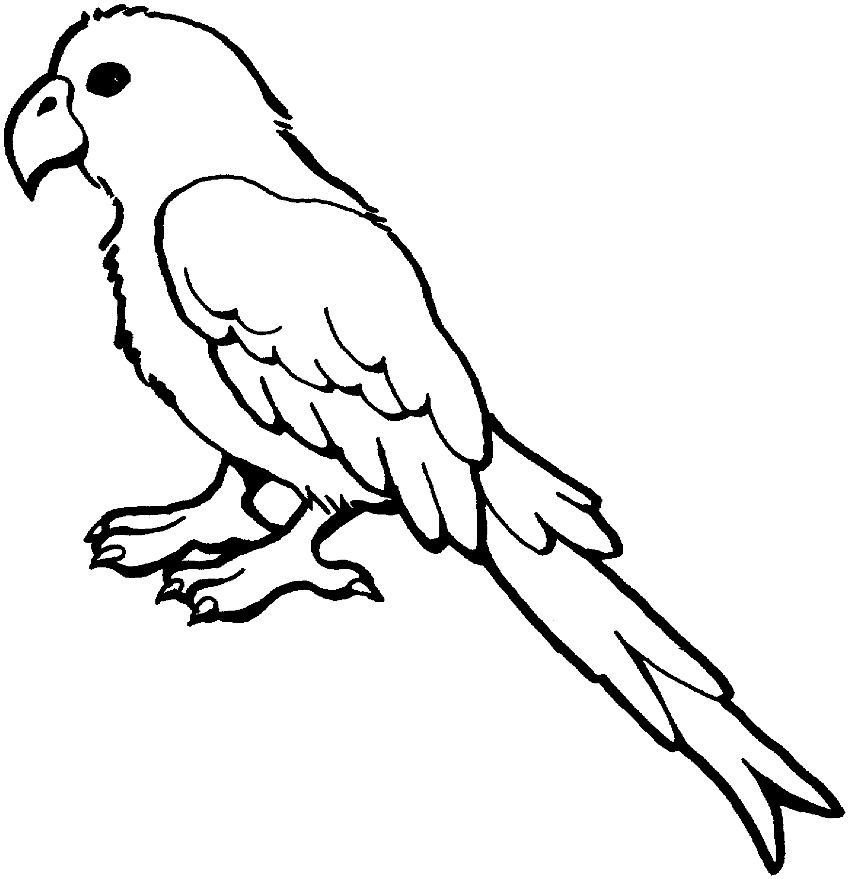 parrot clipart coloring page