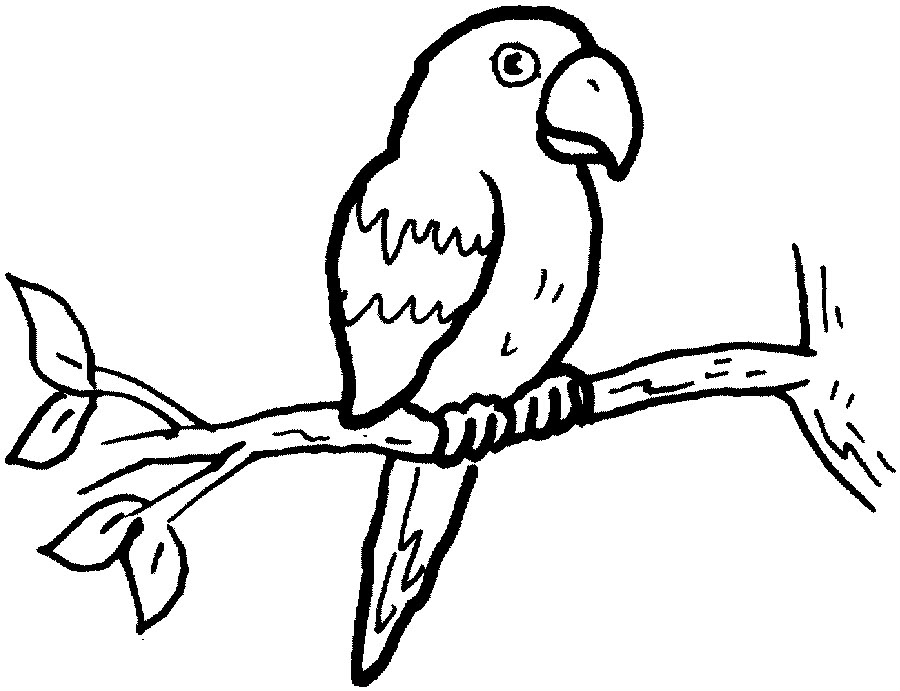 parrot clipart coloring page