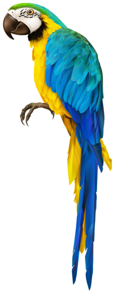 parrot clipart colour