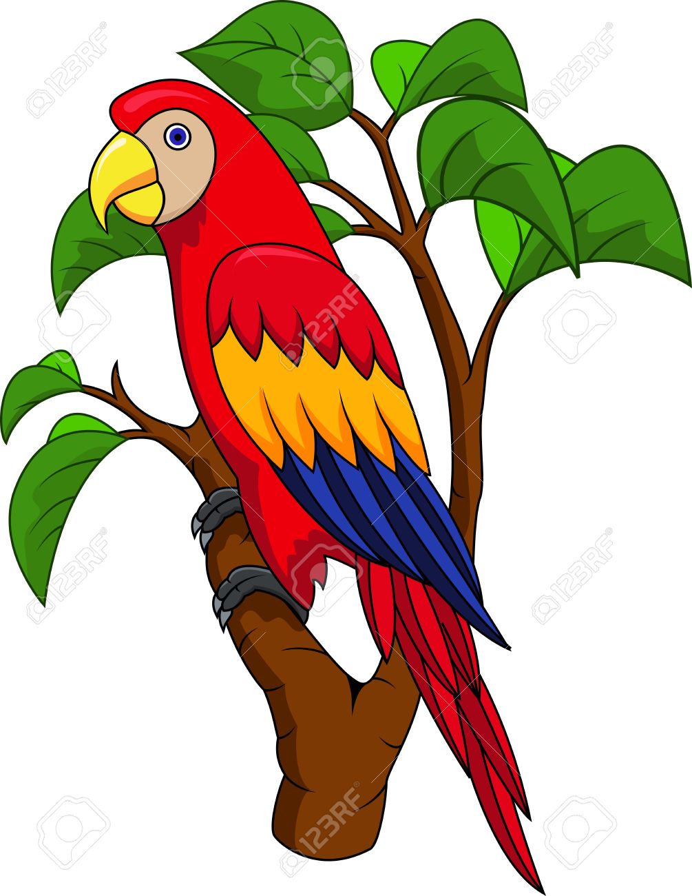 parrot clipart colourful parrot