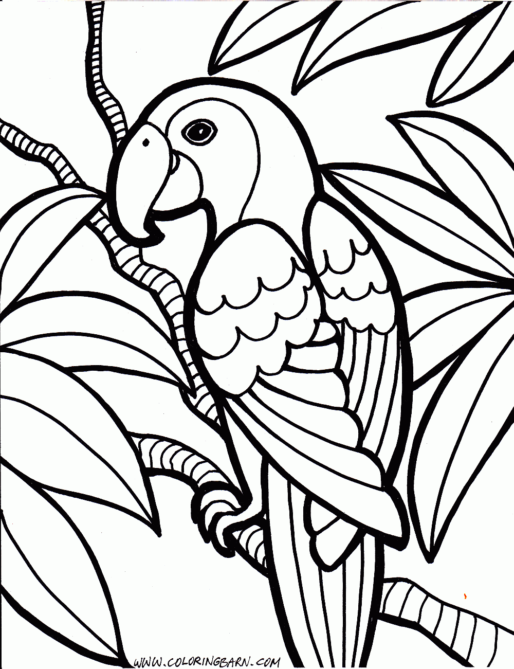 parrot clipart colouring sheet