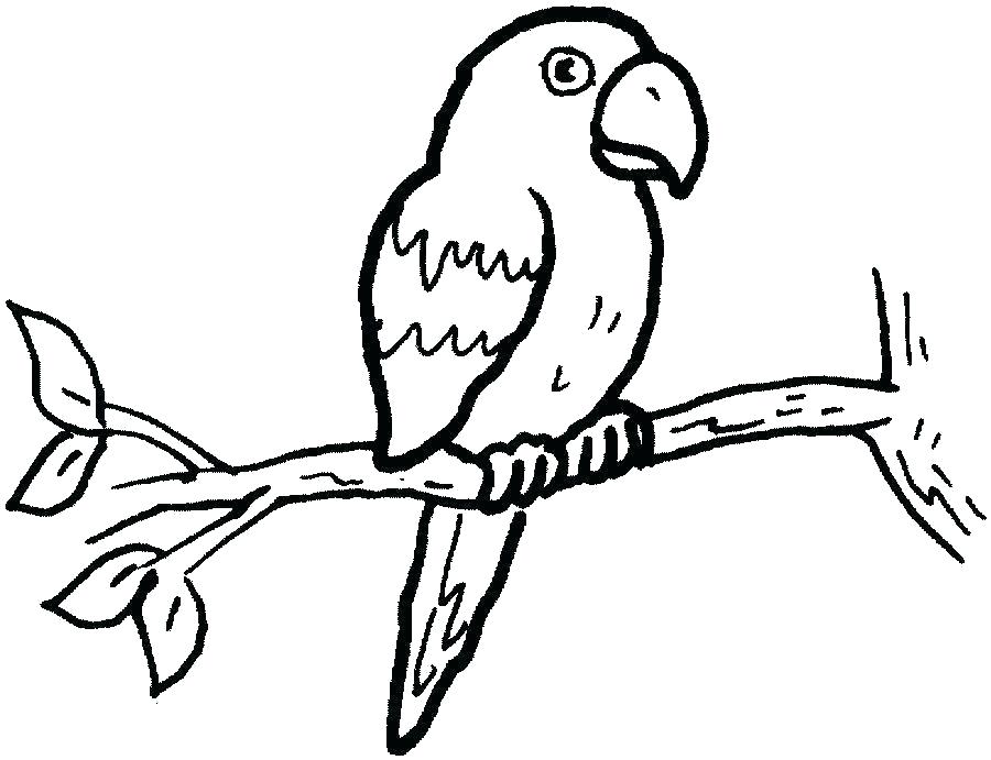 parrot clipart easy