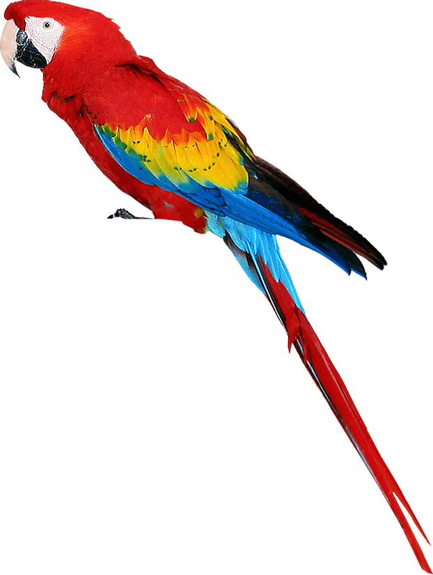 parrot clipart emoji
