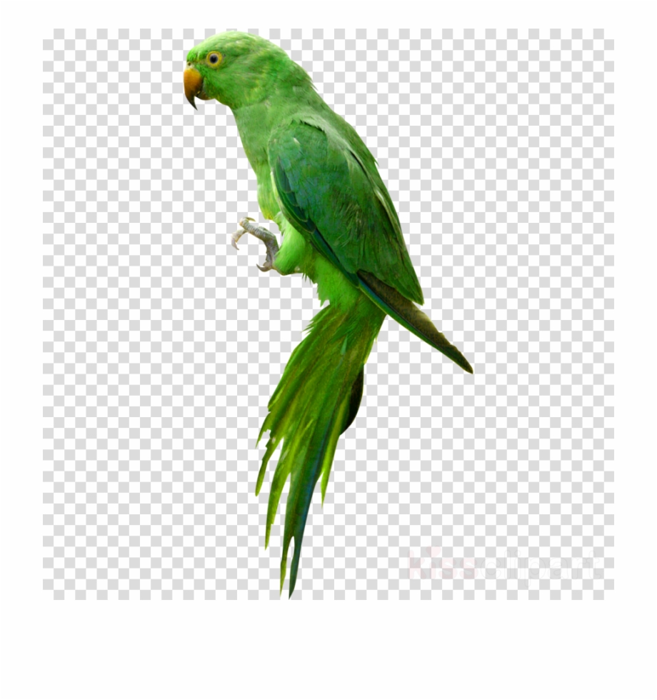 parrot clipart emoji