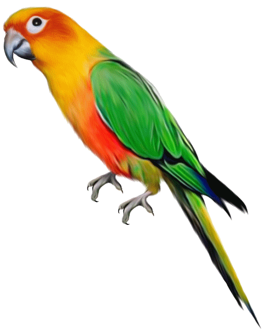 Parrot exotic bird