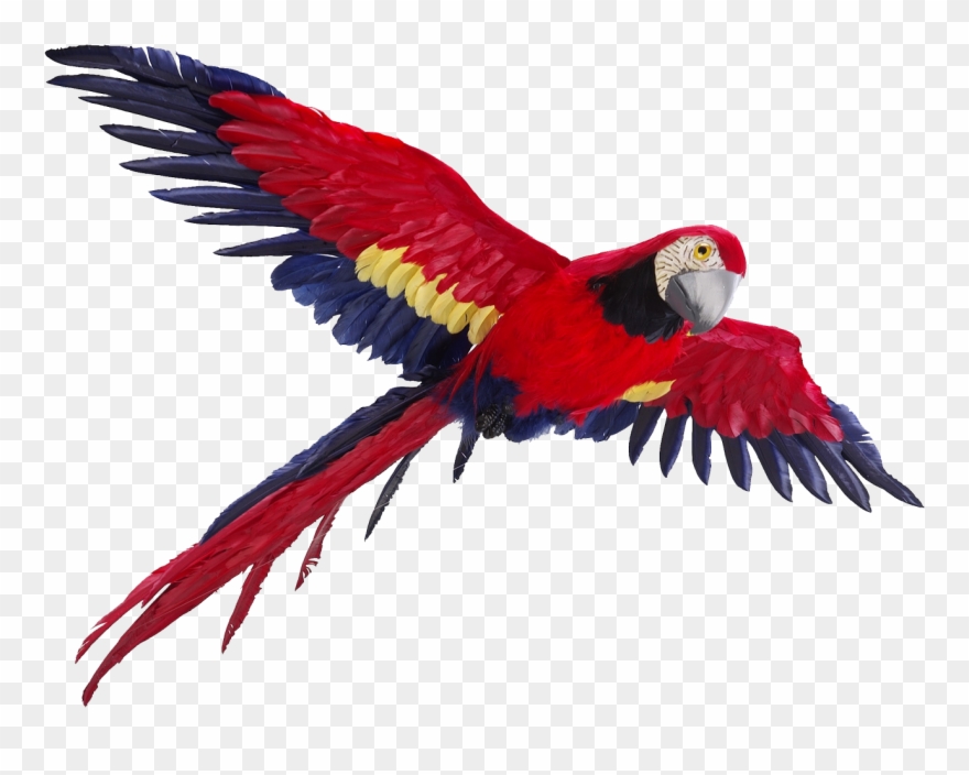 parrot clipart flight