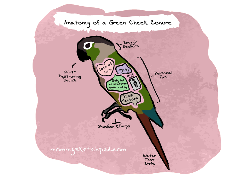parrot clipart green cheek conure