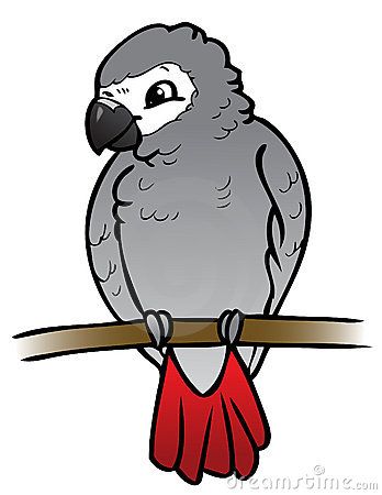 parrot clipart grey parrot