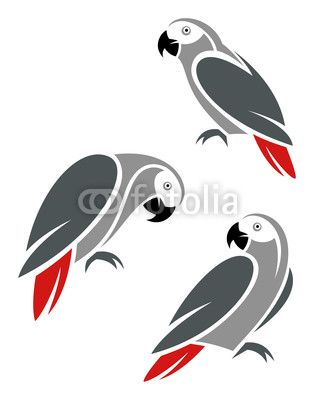 parrot clipart grey parrot
