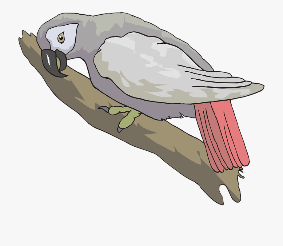 parrot clipart grey parrot