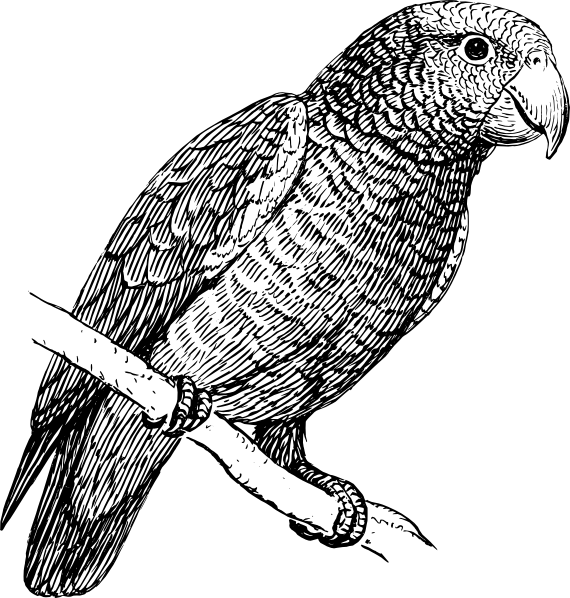 white clipart parrot