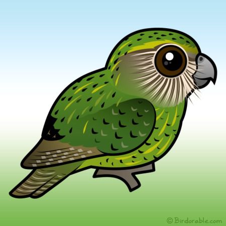 parrot clipart kakapo