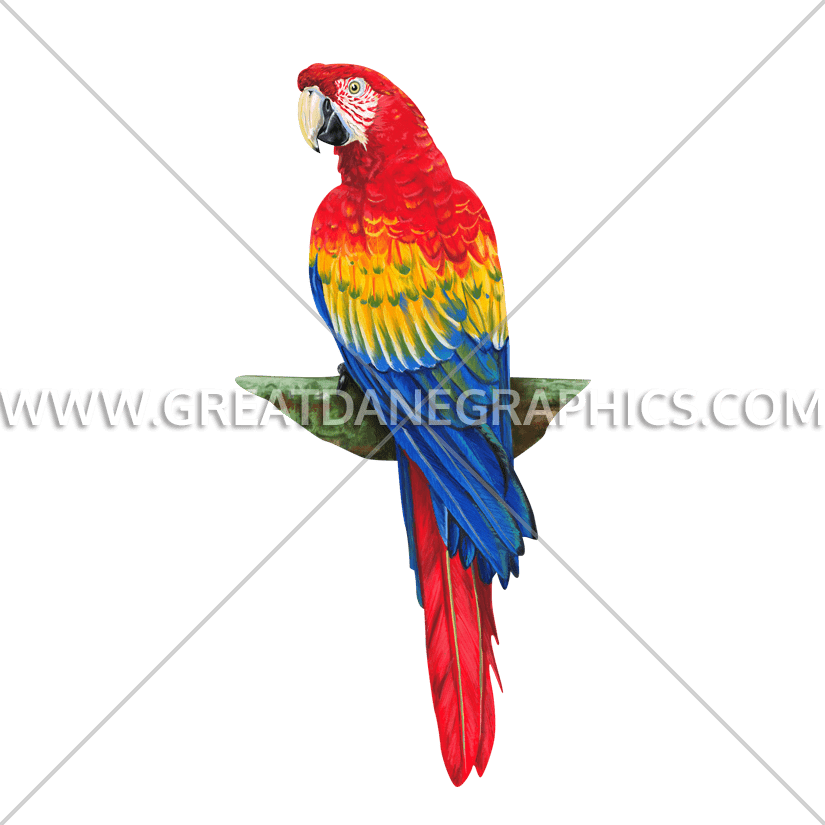 parrot clipart lorikeet